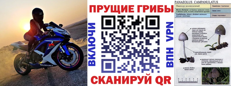 Псилоцибиновые грибы Cubensis  Купить где  Облучье 